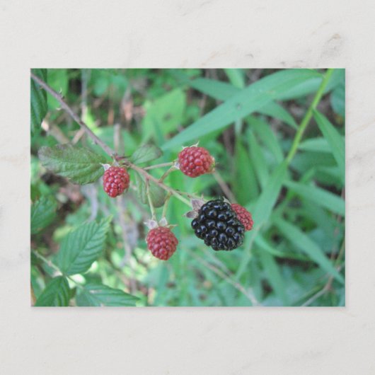 Wild Blackberries Briefkaart (Voorkant)