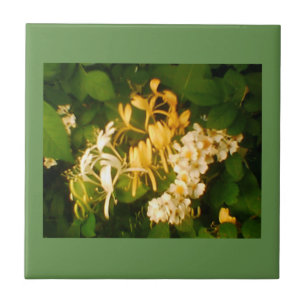 Wild Blooming Roos Honeysuckle Ceramic Tegel Tegeltje