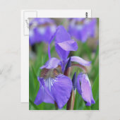 Wild Blue Flag Iris Flower Briefkaart (Voorkant / Achterkant)