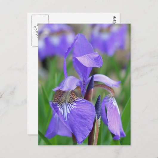 Wild Blue Flag Iris Flower Briefkaart (Voorkant / Achterkant)