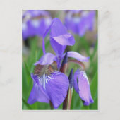 Wild Blue Flag Iris Flower Briefkaart (Voorkant)