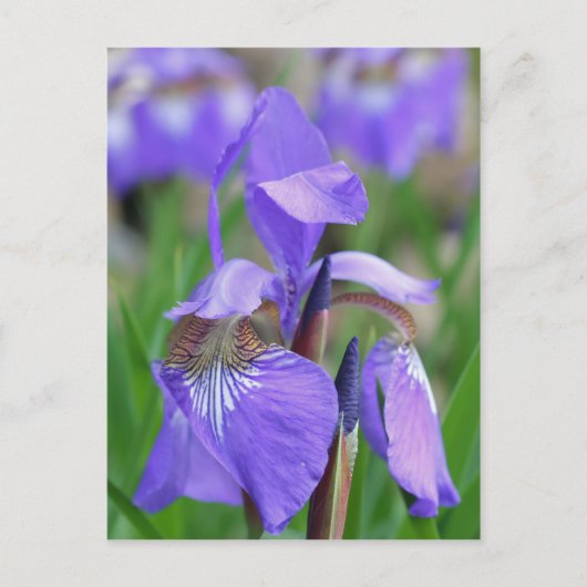Wild Blue Flag Iris Flower Briefkaart (Voorkant)