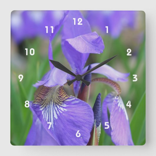 Wild Blue Flag Iris Flower Vierkante Klok (Voorkant)
