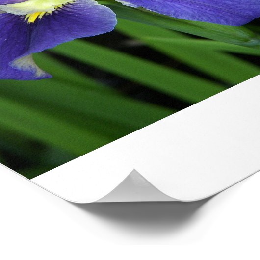 Wild Blue Iris Print (Hoek)