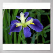 Wild Blue Iris Print (Voorkant)