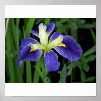 Wild Blue Iris Print