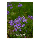 Wild Blue Phlox - Hartelijk dank (Voorkant)