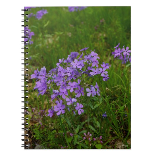 Wild Blue Phlox Notitieboek (Voorkant)