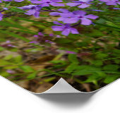 Wild Blue Phlox Poster (Hoek)