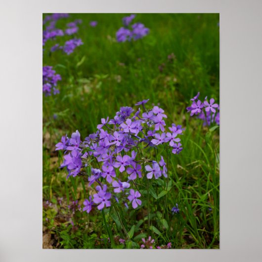 Wild Blue Phlox Poster (Voorkant)