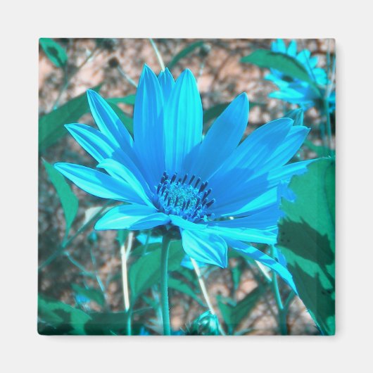 Wild Blue Sunflower Magnet (Voorkant)