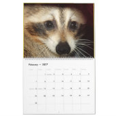 Wild Blue Yonder Raccoons van 2018 Kalender (Feb 2027)