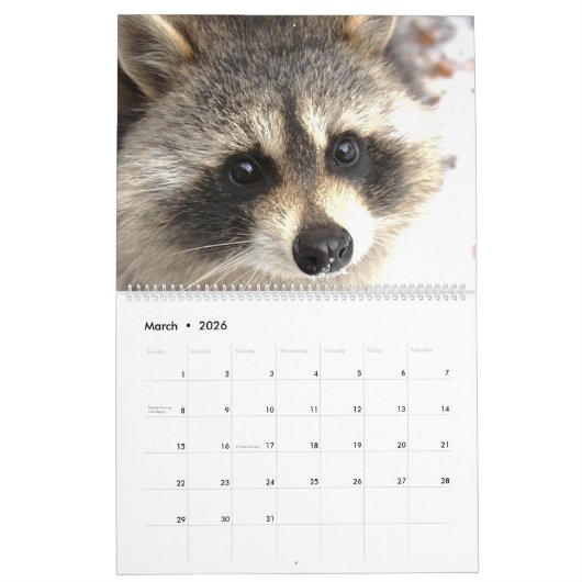 Wild Blue Yonder Raccoons van 2019 Kalender (Mar 2026)