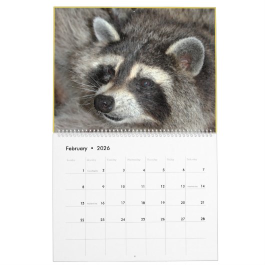 Wild Blue Yonder Raccoons van 2019 Kalender (Feb 2026)