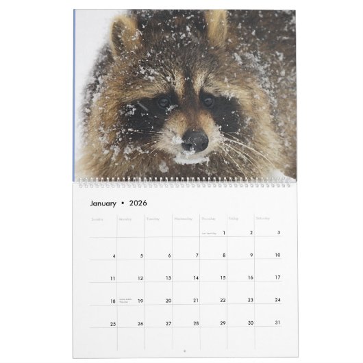 Wild Blue Yonder Raccoons van 2019 Kalender (Jan 2026)