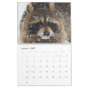 Wild Blue Yonder Raccoons van 2019 Kalender (Jan 2027)