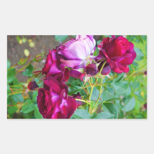 Wild Blue Yonder Roos #1-2 Stickers (Voorkant)