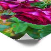 Wild Blue Yonder Roos #1 Poster (Hoek)