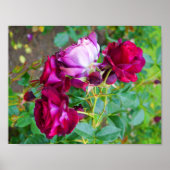Wild Blue Yonder Roos #1 Poster (Voorkant)