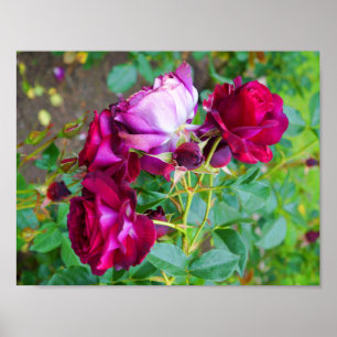 Wild Blue Yonder Roos #1 Poster