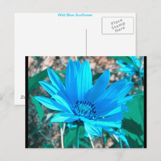 Wild Blue Zonnebloem Briefkaart (Voorkant / Achterkant)