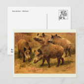 Wild Boar Briefkaart (Voorkant / Achterkant)