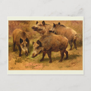 Wild Boar Briefkaart
