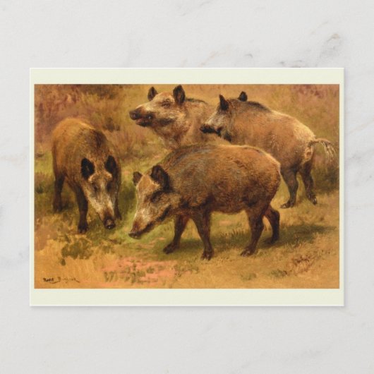 Wild Boar Briefkaart (Voorkant)