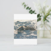 Wild Boar Piglet Briefkaart (Staand voorkant)