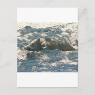 Wild Boar Piglet Briefkaart