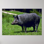 Wild Boar Poster (Voorkant)