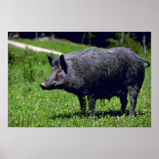 Wild Boar Poster (Voorkant)