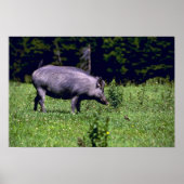Wild Boar Poster (Voorkant)