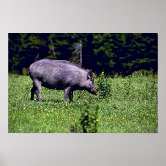 Wild Boar Poster (Voorkant)