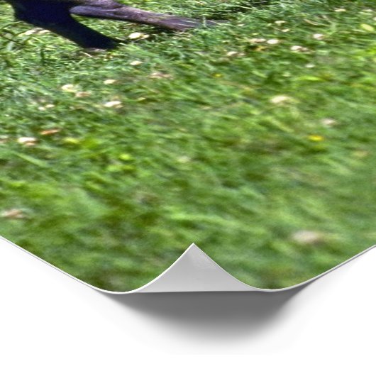 Wild Boar Poster (Hoek)