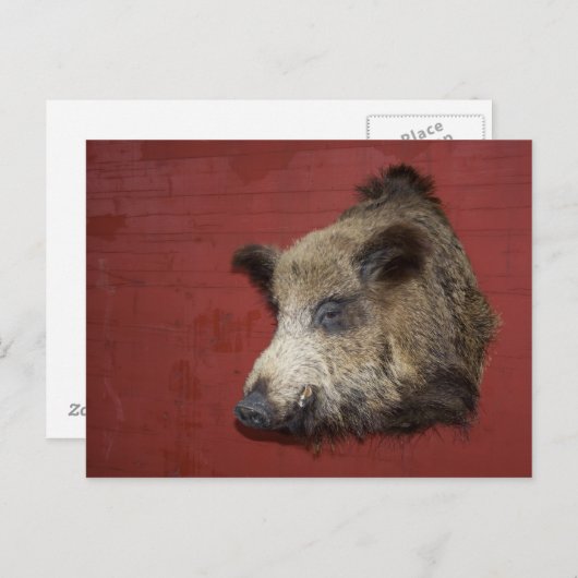 Wild Boar Trophy Briefkaart (Voorkant / Achterkant)
