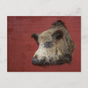Wild Boar Trophy Briefkaart