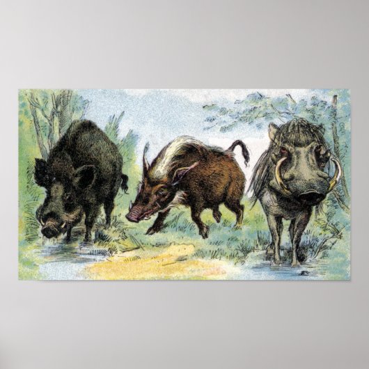 Wild Boars Poster (Voorkant)