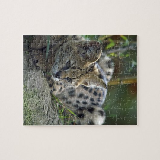 Wild Bobcat Legpuzzel (Horizontaal)