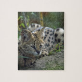 Wild Bobcat Legpuzzel (Verticaal)