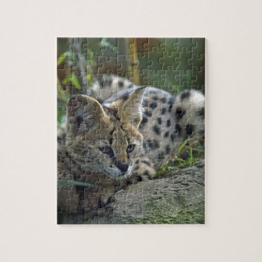 Wild Bobcat Legpuzzel (Verticaal)