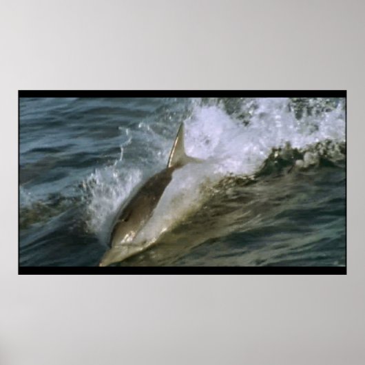 Wild Bottlenose Dolfijn poster (Voorkant)