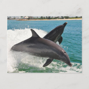 Wild Bottlenose Dolphins Jumping Sanibel Briefkaar Briefkaart