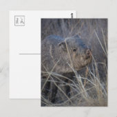 wild briefkaart (Voorkant / Achterkant)