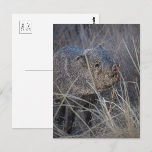 wild briefkaart (Voorkant / Achterkant)