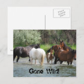 wild briefkaart (Voorkant / Achterkant)