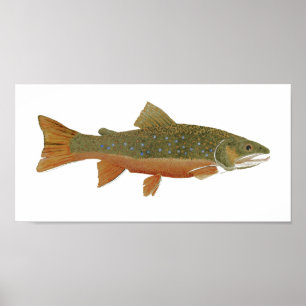 Wild Brook Trout Poster