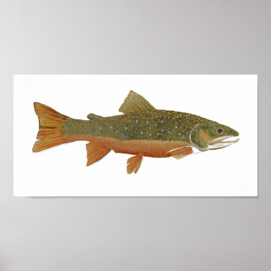 Wild Brook Trout Poster (Voorkant)