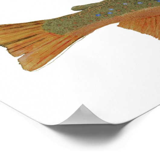 Wild Brook Trout Poster (Hoek)