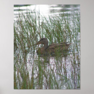 Wild Brown Duck in Pond Natuur Poster
